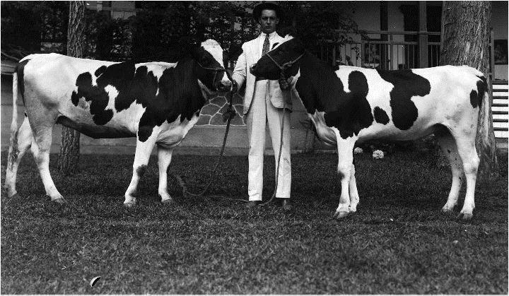 Ganado vacuno Holstein en 1915