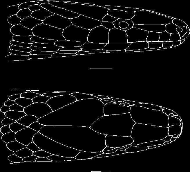 ESQUEDA y LA MARCA - ATRATUS DE LOS ANDES DE VENEZUELA 15 revela una coloración dorsal parda violácea oscura con bandas cortas transversales de color crema.