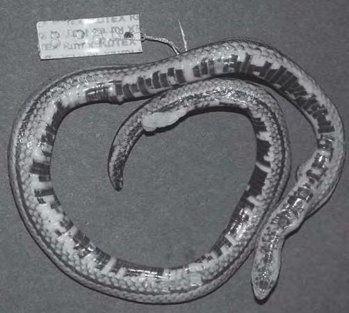 La coloración del espécimen ULABG 3007 fue señalada como dorso gris oscuro, vientre gris claro, cola y garganta amarillento lavado (Notas de campo de H.P. Reinthaler, 13 agosto 1990).