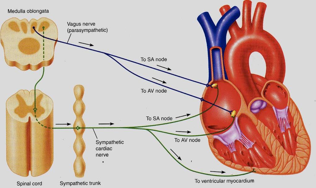 Regulación autónoma de la actividad cardíaca parasimpático nervio vago simpático nervio cardíaco Inotropismo - efecto sobre la