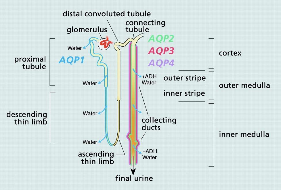 Distribución de acuaporinas en el tubo renal Regulación de la reabsorción del H 2