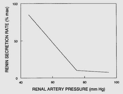 Regulación de la reabsorción del Na + sistema renina-angiotensina-aldosterona Arteria aferente