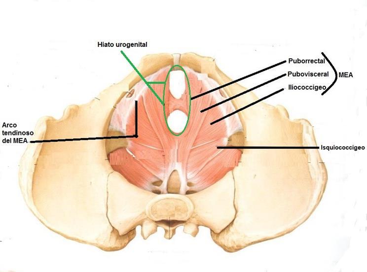Por su parte, el músculo isquiococcígeo se origina encada una de las espinas isquiáticas, por detrás al MEA y va a insertarse a ambos laterales del cóccix.