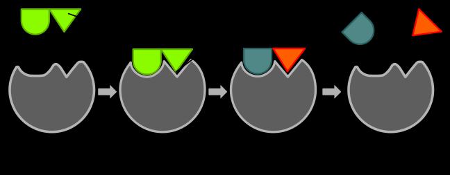 Slide 10 / 63 Enzimas sustrato complejo Las enzimas ayudan a que ocurran las reacciones químicas al proporcionar un espacio llamado sitio activo para que los sustratos (reactivos), puedan unirse.