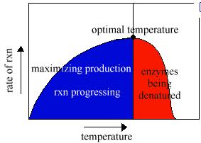 Slide 26 / 63 Efecto de la temperatura en las enzimas En general, el aumento de la temperatura de un sistema aumenta la velocidad de reacción debido a que los sustratos son capaces de moverse más