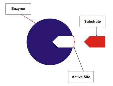 Slide 27 / 63 Efecto de la temperatura en las enzimas Pasada la