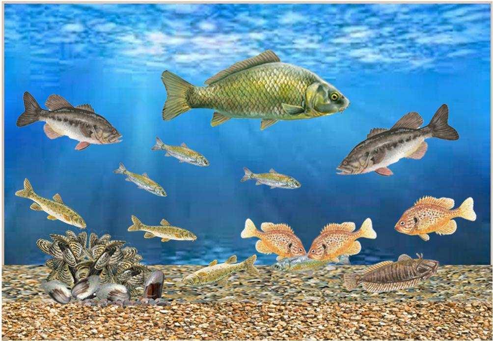 Pàg.. Observa el dibuix de la fauna que viu en un riu i identifica cada un dels peixos que hi són representats: 8 Núm.