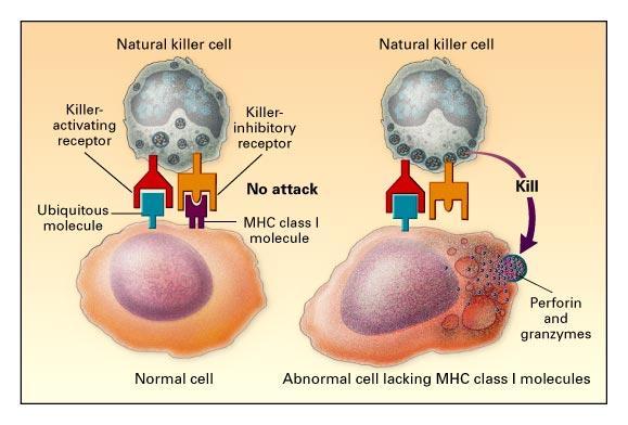 Interacción NK-célula blanco