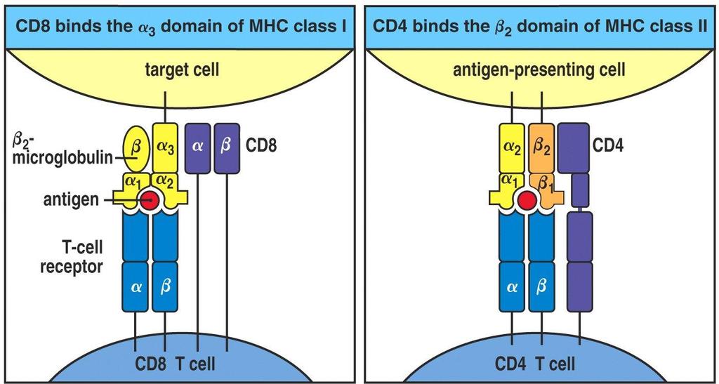 Estructuras de los co-receptores CD4 y CD8 Presentan dominios