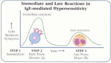 Hipersensibilidad Inmediata mediada por IgE (Tipo I) Fase 1 Sensibilización Exposición previa al Ag