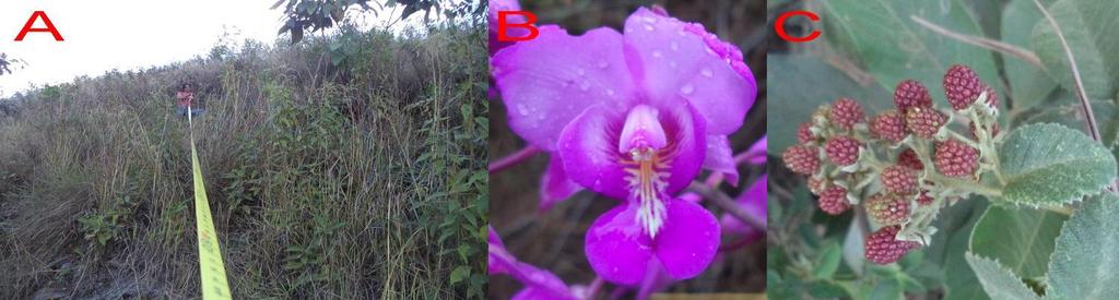 favorecen mayor cantidad de las plantas. El desarrollo de especies arbustivas es abundante alcanzando hasta los 2 m de alto con tallos delgados (ver la fotografía 4.5.