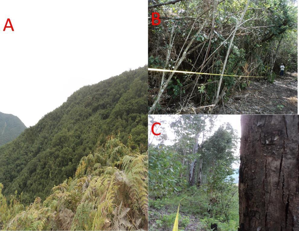 Foto N 4.5.3-2 Evaluación de Bosque A) Bosque de Ladera, B) Bosque Seco Achaparrado, C) Bosque de Eucalipto En el cuadro 4.5.3-3 se muestran los sectores de la línea de transmisión con bosques.