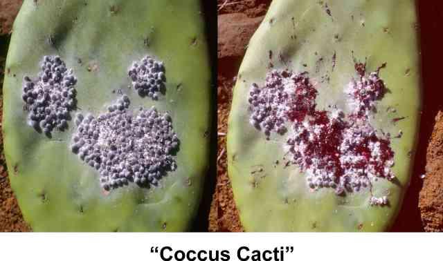 En la cochinilla (insecto hembra desecado del Cocus cacti, Hemíptera), ácido carmínico,
