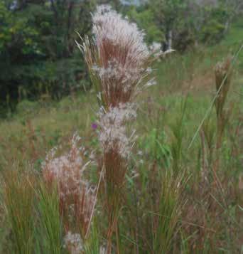 Flora Asociada A Humedales En Cuesta De Piedra Chiriqui