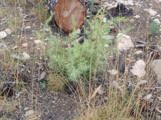 Juniperus oxycedrus (ginebrò) Pistacia lentiscus L (mata) Se ha identificado la presencia de otras