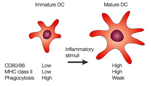 Nature Immunol 2004, 5(11):1091-1095 Best Pr & Res Clin Gastro 2004, 18:255-270 GALT CÉLULAS DENDRÍTICAS SITIOS DE INDUCCIÓN Principalmente CD inmaduras que inducen anergia en células T FENOTIPO