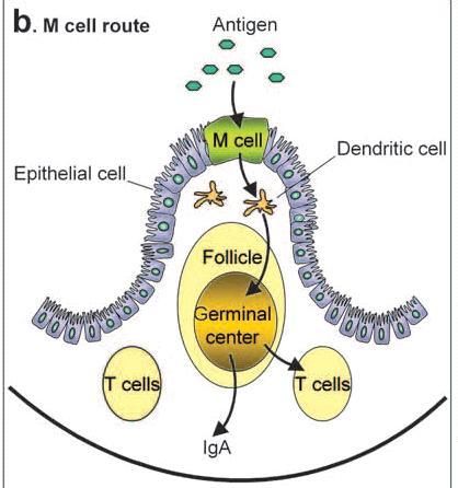 CD4+ en los folículos, CD8+ áreas interfoliculares Linfocitos B en centros germinales se diferencian en