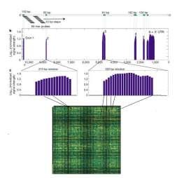 Gene expression profiling using spotted cdna microarray: expression levels of