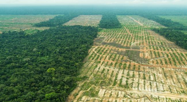 Al talar bosques autóctonos para generar zonas de cultivo,
