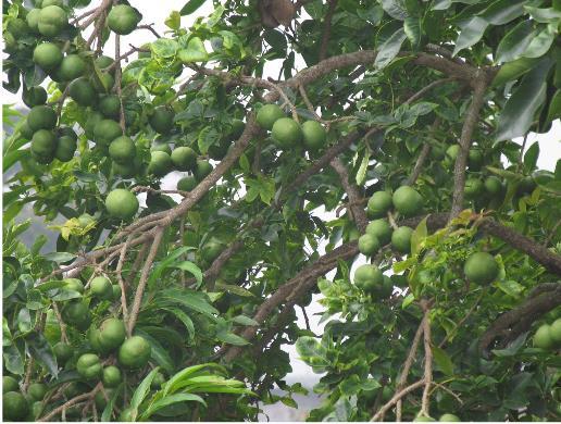 Conservación y aprovechamiento Cultivos permanentes frutales Lineamiento: conservar el agro ecosistema de cultivo de árboles frutales por su función ecológica y su valor productivo.