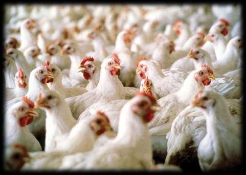 Durante 2014, la industria avícola mexicana registró un
