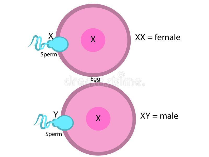 Determinación del sexo Los machos contribuyen con el X o el Y a su descendencia, mientras que las hembras