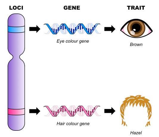 El concepto moderno del gen Mientras que Mendel especulaba sobre los caracteres, nosotros sabemos hoy que los genes son