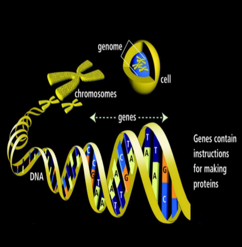 Introducción En 1903 Walter Sutton y Theodore Boveri propusieron formalmente que los cromosomas contenían los genes.