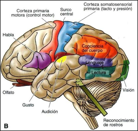 Corteza Cerebral Áreas Sensoriales: reciben los impulsos originados en los distintos receptores Motoras: envían impulsos que llegan a los efectores