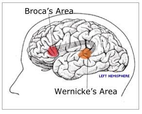Control y ejecución del lenguaje Área de Wernicke Área de Broca Son las