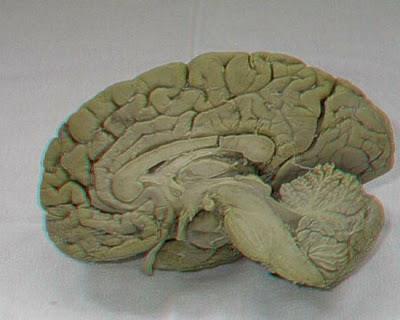 Sistema Nervioso Central ENCÉFALO Cerebro