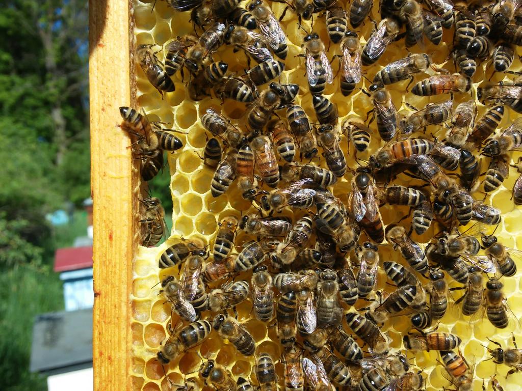 abundante néctar, conduciendo a abundantes cosechas. En la apicultura Homa podemos cosechar miel, propóleo y cera de abeja de alta calidad y poder medicinal, libre de contaminantes.