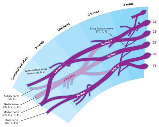 Figura 1: Plexo Braquial El Nervio Mediano El nervio mediano surge de los cordones medial y lateral del plexo braquial y toma fibras de las raíces nerviosas de C5-8, T1 (Figura 1).