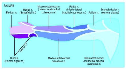 El Nervio Cubital La rama terminal del cordón medial forma el nervio cubital, con fibras procedentes de las raíces nerviosas C7-8, T1 (Figura 1).