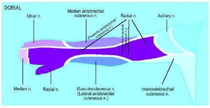 superficial (SRN) y en el nervio interóseo posterior (ver más abajo).