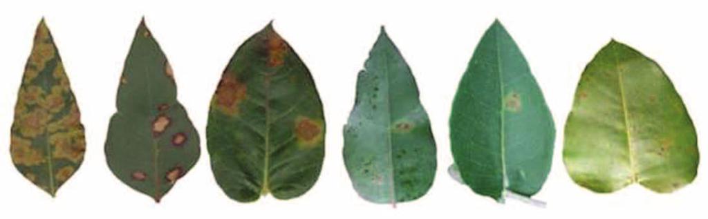 Figura 6. Índice de daño de copa (IDC) para las seis especies y los 16 germoplasmas evaluados. De izquierda a derecha: E. camaldulensis, E. tereticornis, E. globulus, E. grandis, E. maidenii y E.