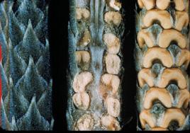 A B C Las tres fotos son acercamientos de estróbilos, mostrando las esporófilas (A), un corte longitudinal por el centro