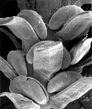 mientras que si la especie tiene los esporangios dispersos por su cuerpo, las micrófilas y las esporófilas suelen ser idénticas.