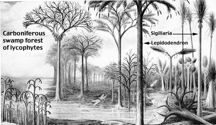 El filo Lycopodiophyta hoy día es un grupo pequeño e inconspicuo; pero en el periodo Carbonífero (hace 40 millones de años) el grupo incluía especies arbóreas de grandes tamaños