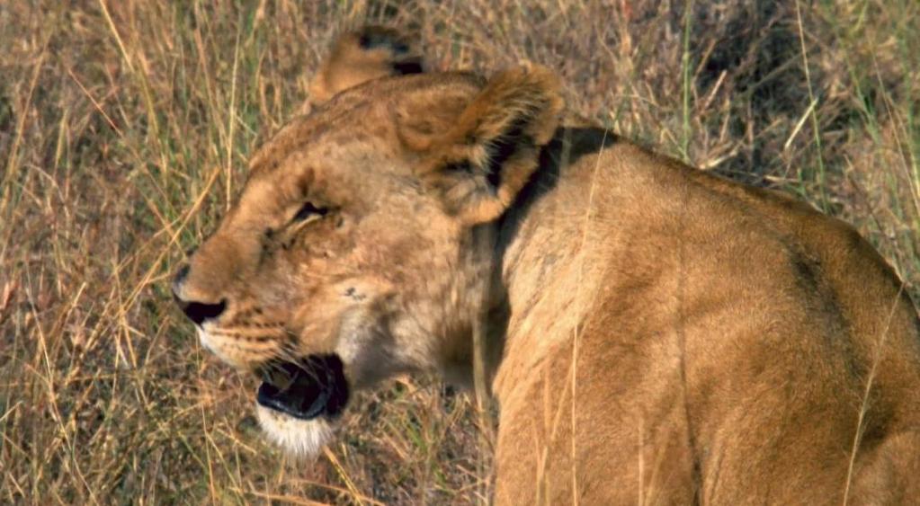 Deben protegerse de los leones y hienas, ya que podrían cazarlos.