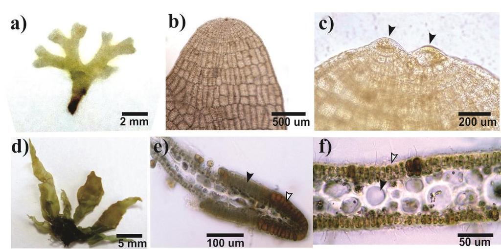 Fuente: Elaboración propia. Figura 1. 3: Nuevos registros de Phaeophyceae (a - c) Dictyota sp. (a) hábito, (b) detalle del talo (c) células apicales (flechas negras). (d - f) Petalonia sp.