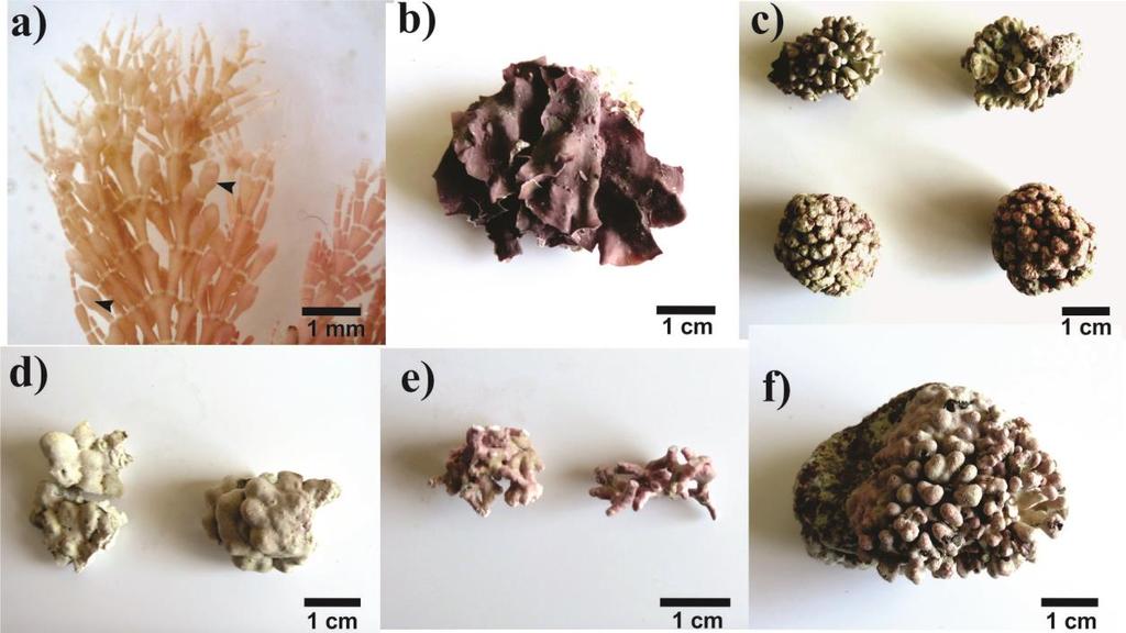 Fuente: Elabaroción propia. Figura 1. 5: Nuevos registro de Rhodophyta Corallinales (a) Corallina sp.