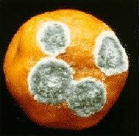 pared celular, organismos a los que forman (unicelulares pluricelulares con ejemplos), tamaño,
