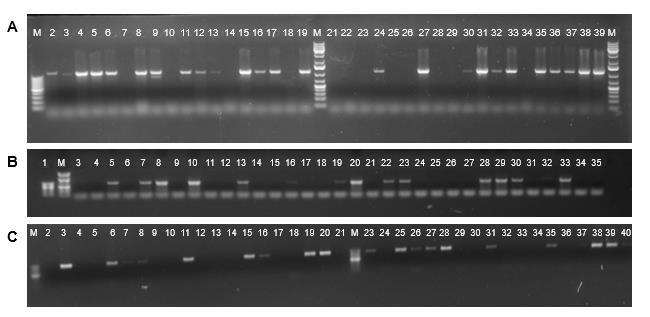 Debido a que CytK no es la unica toxina con actividad hemolitica frente a eritrocitos de carnero; se determino la presencia del complejo hblacd por PCR en punto final (Fig.