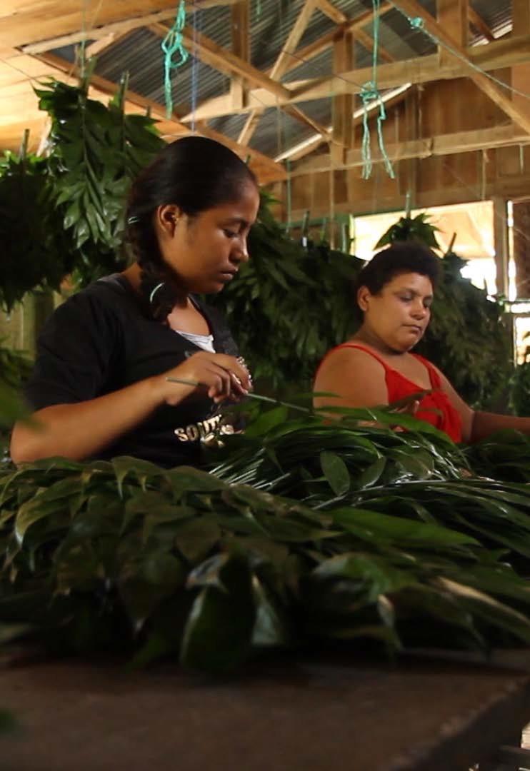 ER-PIN Guatemala Beneficios no monetarios (2) Generación de empleo para grupos vulnerables como las mujeres y los jóvenes. Producción de madera comercial.