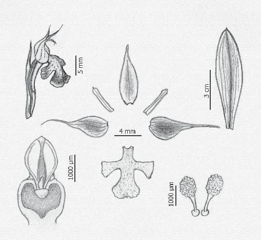 Orchis conica ces. Fructifican casi todas las flores. Cada cápsula produce de 5.000 a 6.000 semillas.