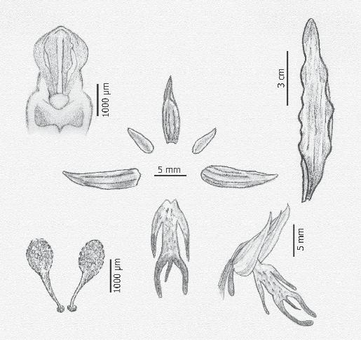Orchis italica Con frecuencia forma poblaciones muy numerosas con decenas de plantas. Prefiere sustratos calizos y margo-calizos, generalmente sobre cambisoles cálcicos. Entre 300 y 800 metros.