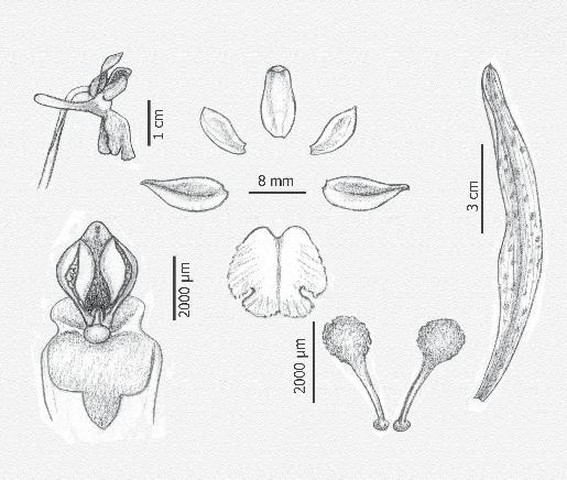 Orchis langei Ecología Es planta con claras preferencias nemorales.