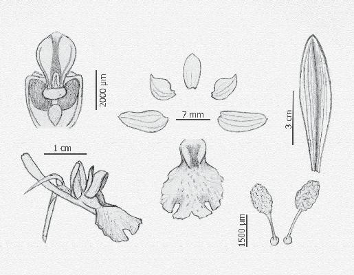 Orchis olbiensis que se diferencia por los lóbulos del labelo plegados y las inflorescencia más laxa y con menor número de flores. Se ha descrito de Almería O. cabrerensis A.