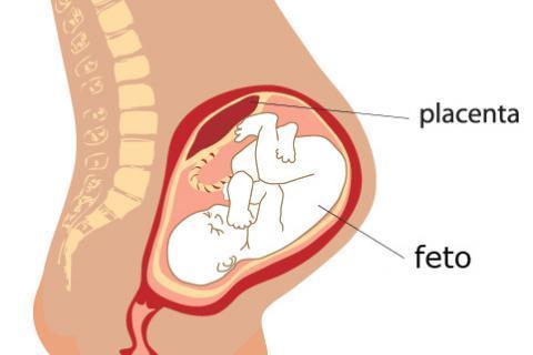 La formación de la placenta. Al principio del embarazo se crea un tejido en la pared del útero que se llama placenta.